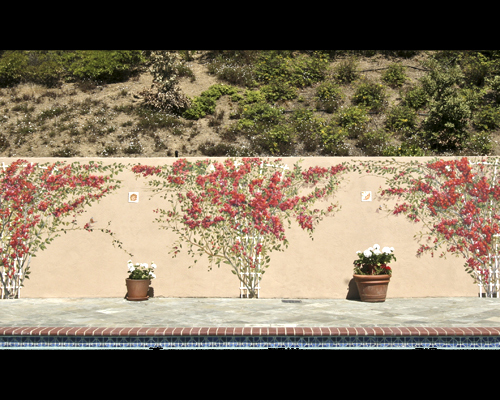Pool Bouganvillea